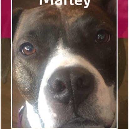 Marley- Pet Partners
